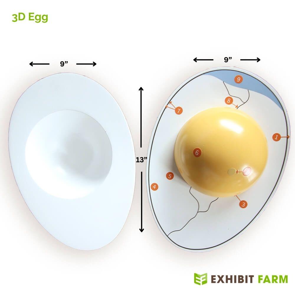 Both halves of the 3D egg replica.