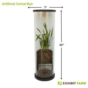 Lifelike model of cereal rye enclosed in a plastic tube.