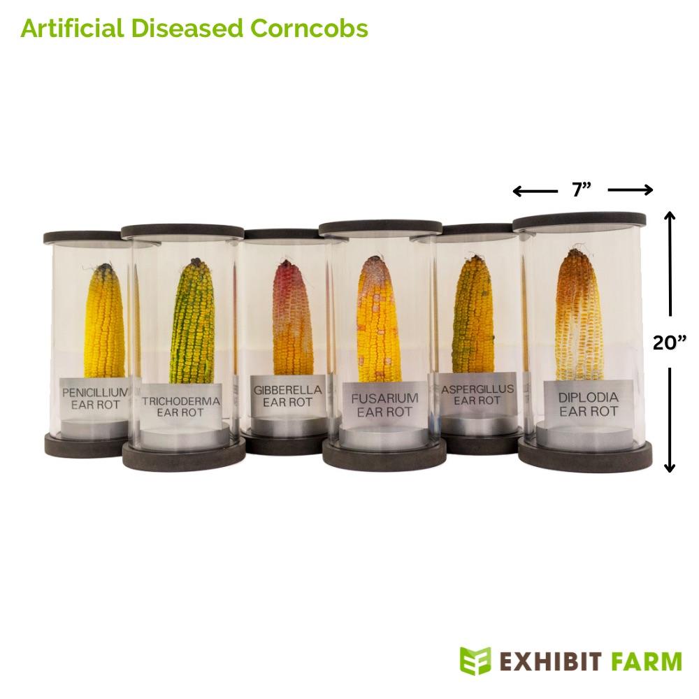 Six corncob models showing effects of molds and diseases.