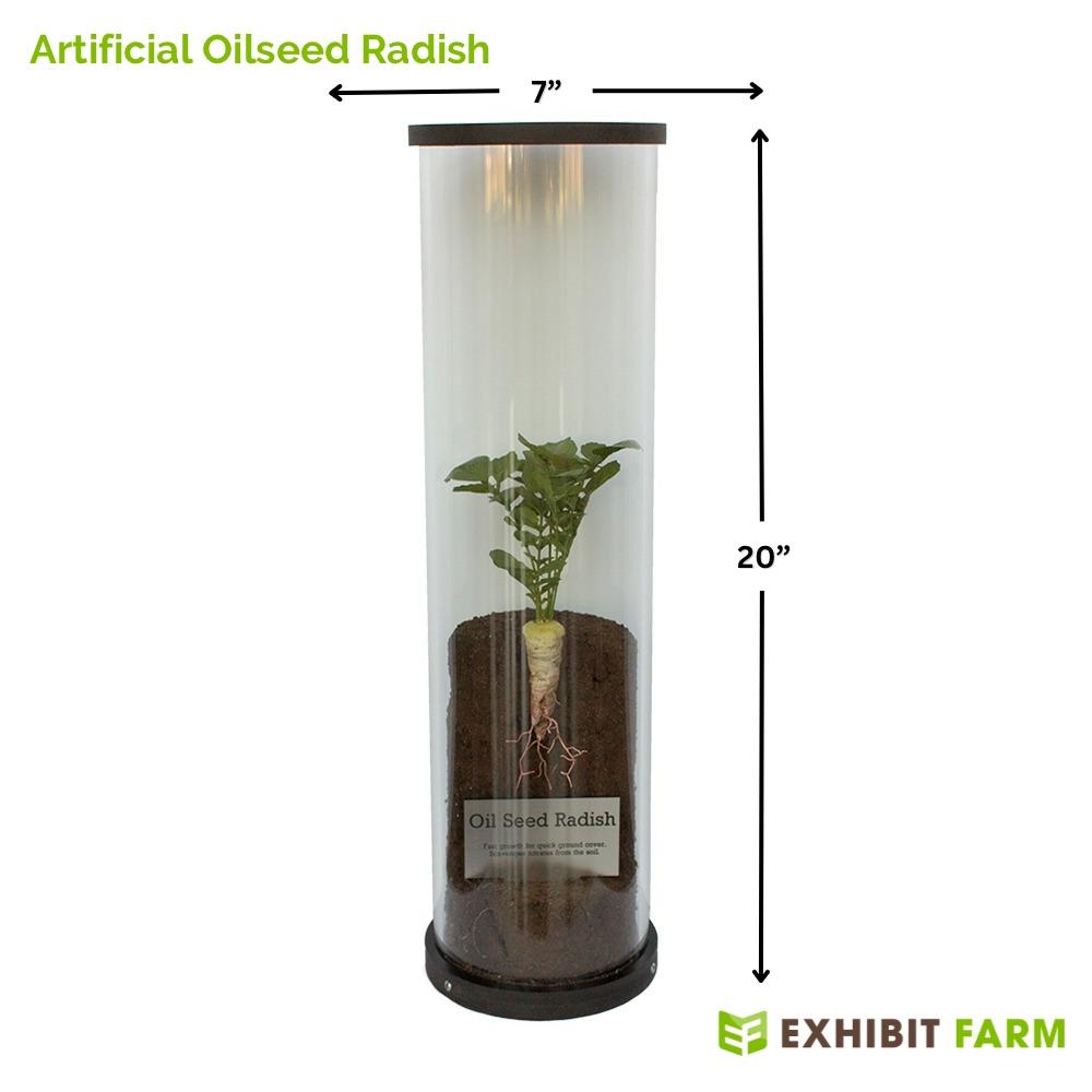 Realistic model of an oilseed radish.
