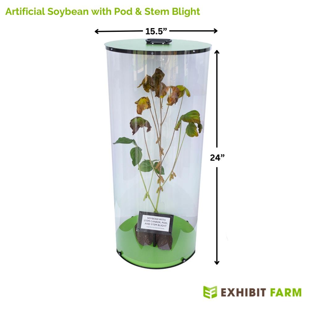 Case containing soybean plant model representing effects of pod and stem blight