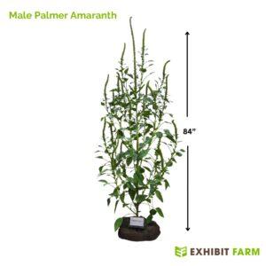 Male palmer amaranth photo with measurements