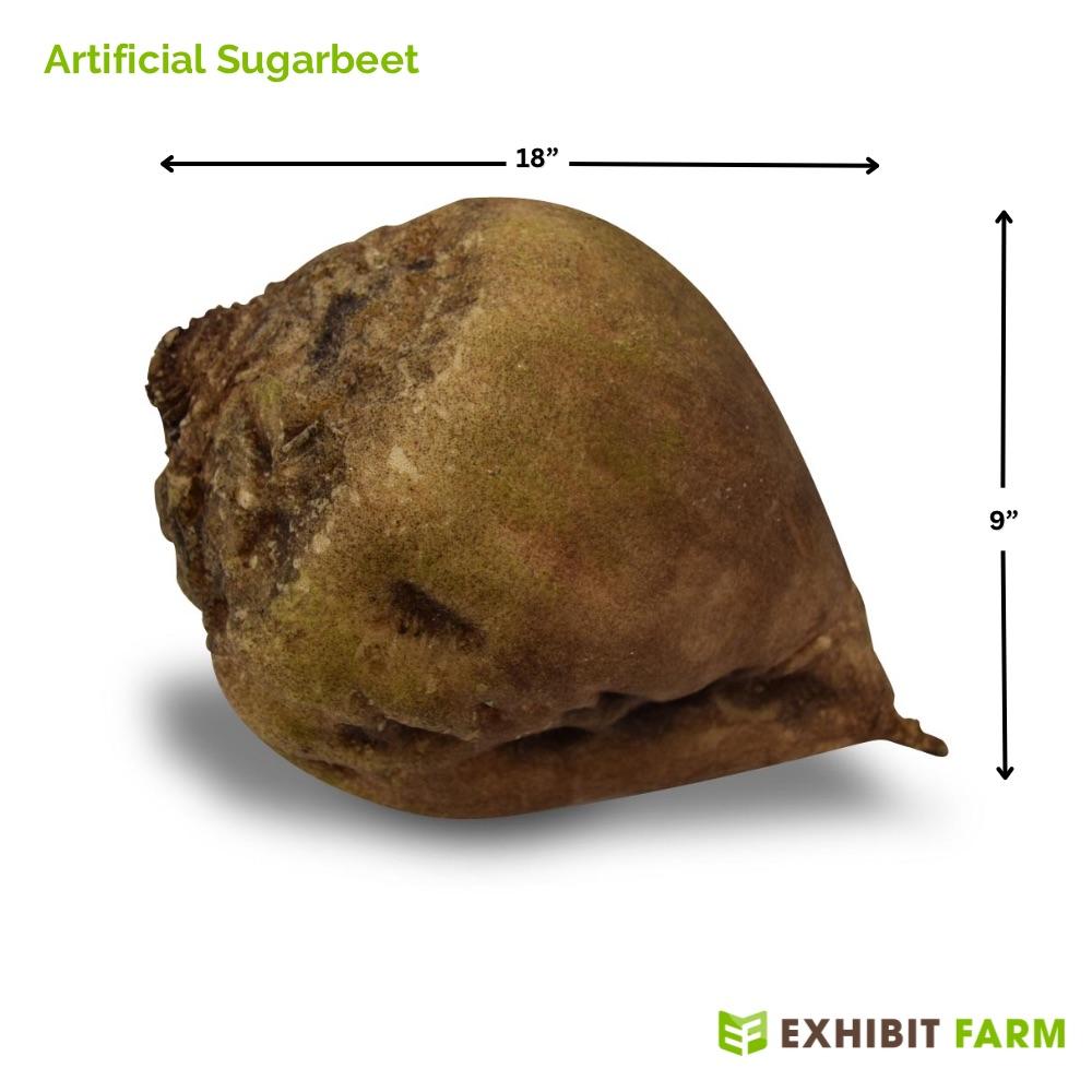 Side view of one of our Sugarbeet Models