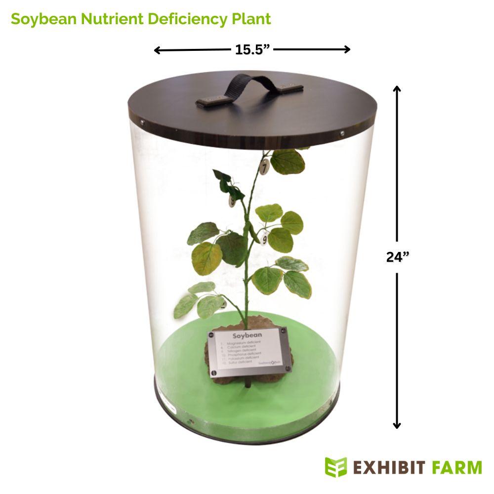 Artificial Soybean Plant in Display Case (part of soybean nutrient deficiency models)