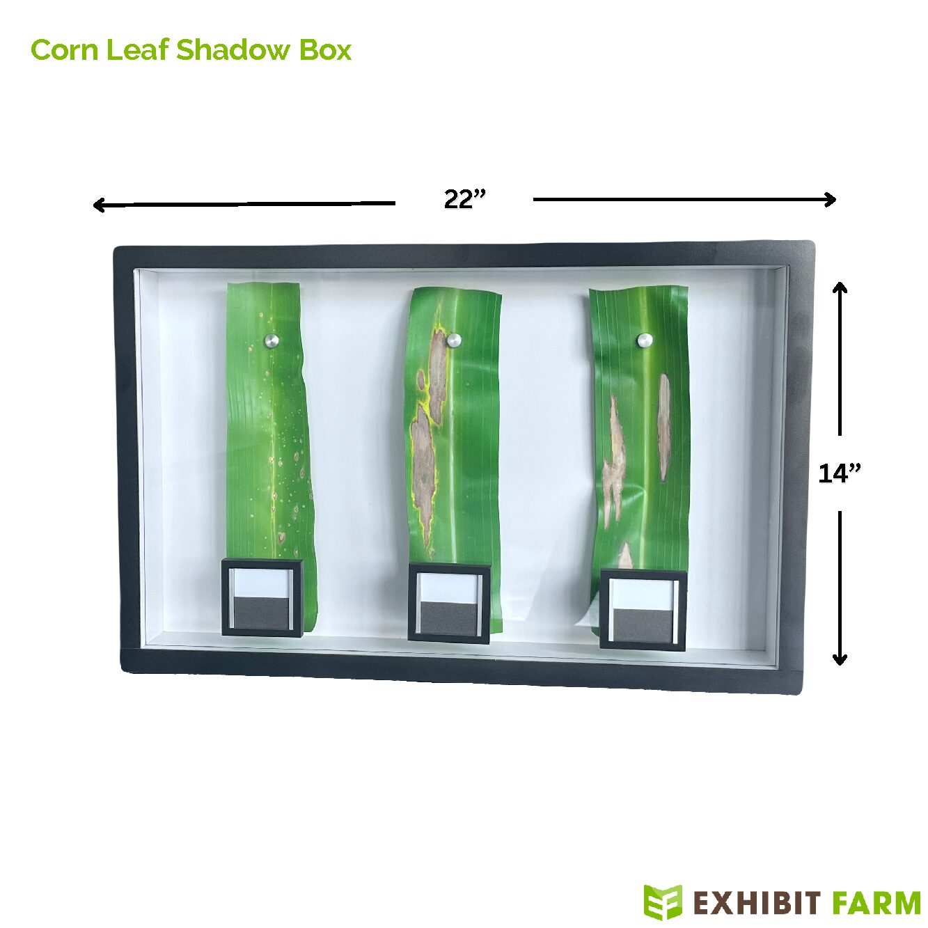 Corn Leaf Shadow Box main